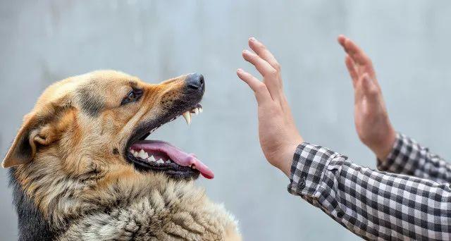 狂犬病研究的最新突破，科学进展与未来展望