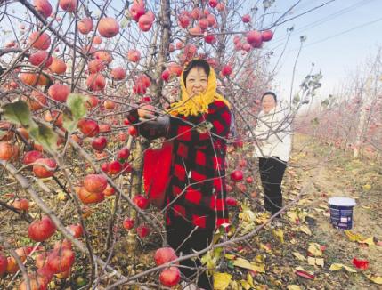 最新苹果树品种引领未来果园革新之旅