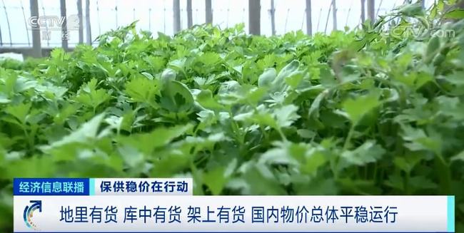 油菜价格最新行情解析