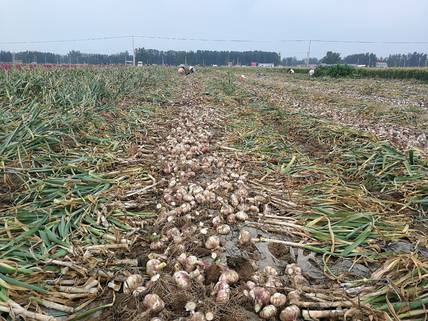 杞县大蒜蒜薹最新行情报告