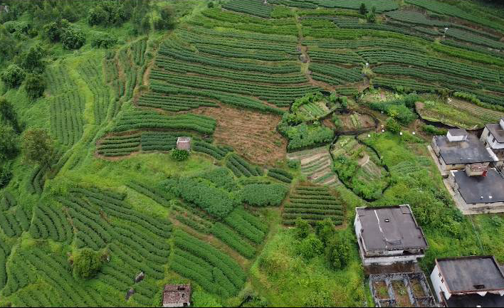 靛坪村民委员会天气预报更新通知