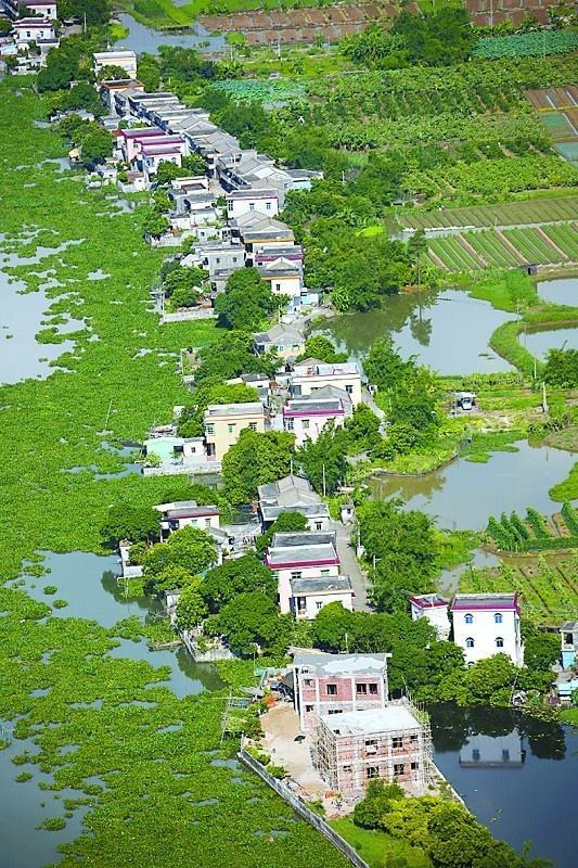 莲洲镇最新天气预报