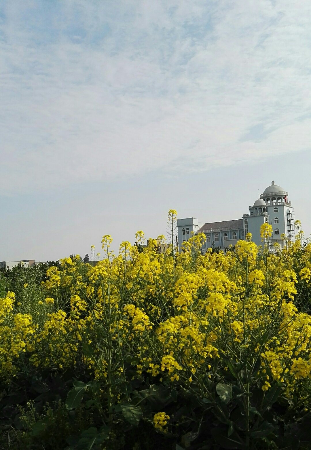 灵昆街道最新天气预报