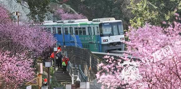 重庆市园林管理局最新项目重塑城市绿意，助力市民生活品质提升